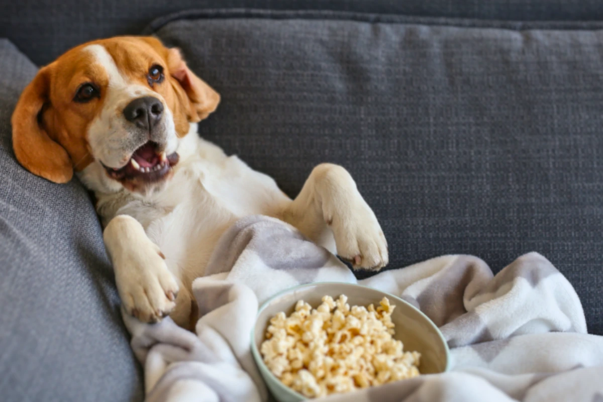 Cachorro pode comer pipoca