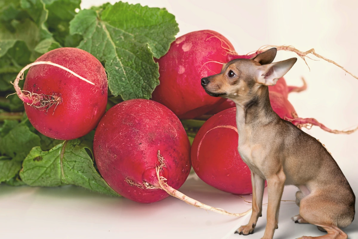 Cachorro pode comer rabanete