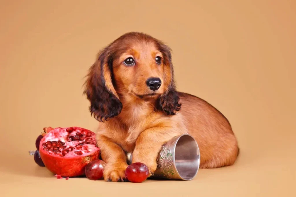 Cachorro pode comer romã