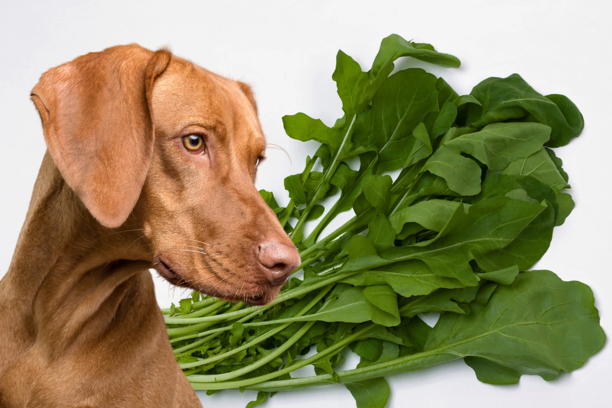 Cachorro pode comer rucula