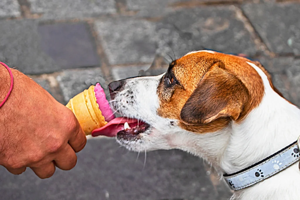 Cachorro Pode Comer Sorvete