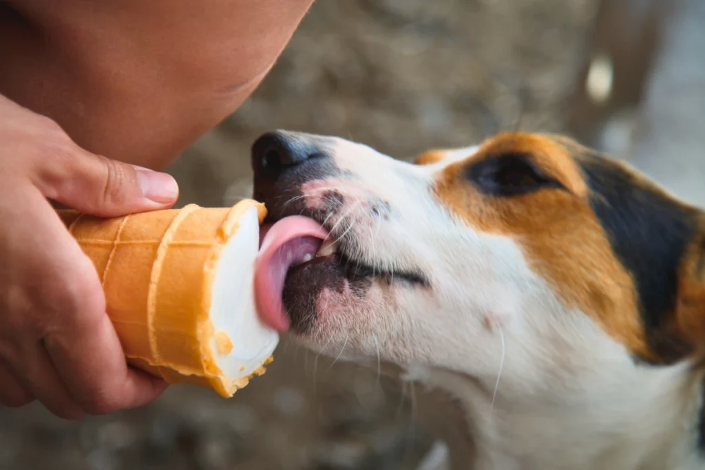 Cachorro Pode Comer Sorvete