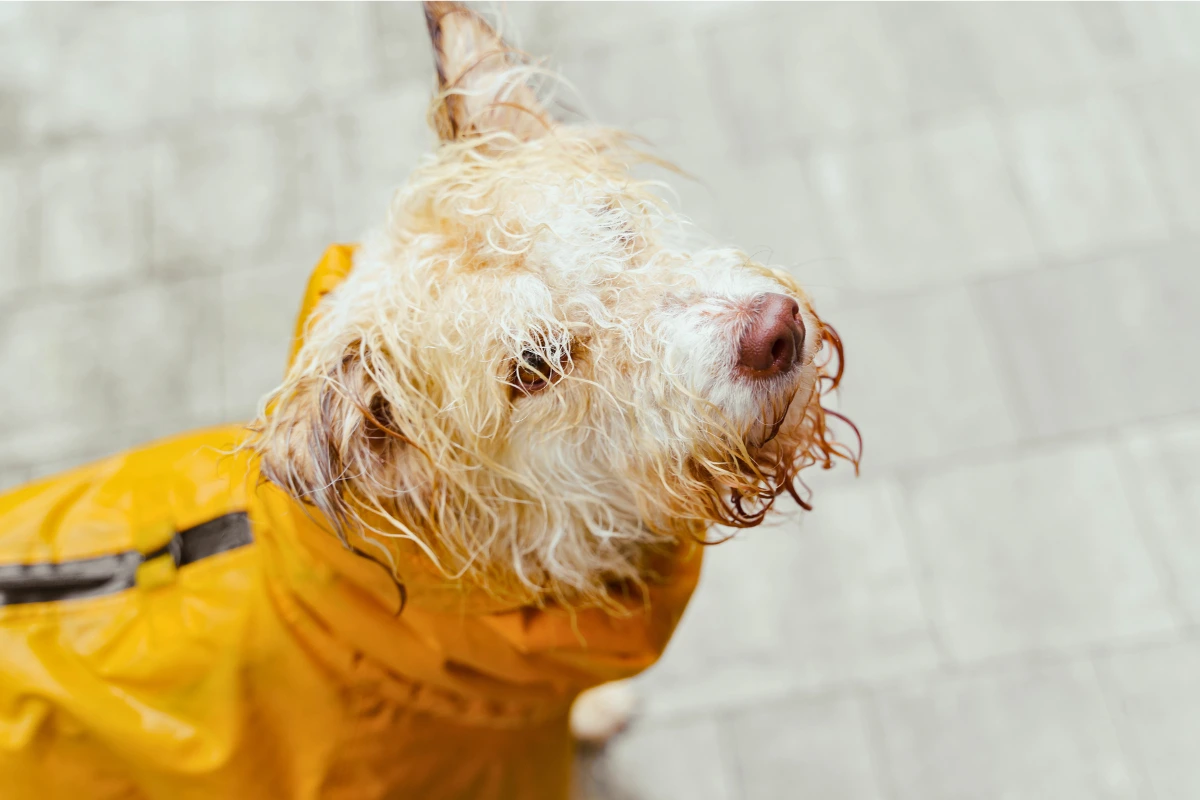 Capa de Chuva para Cachorro