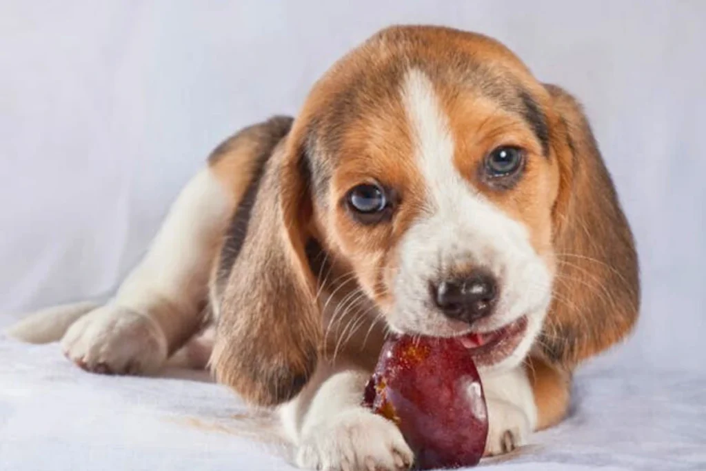 Coisas que Cachorro Pode Comer