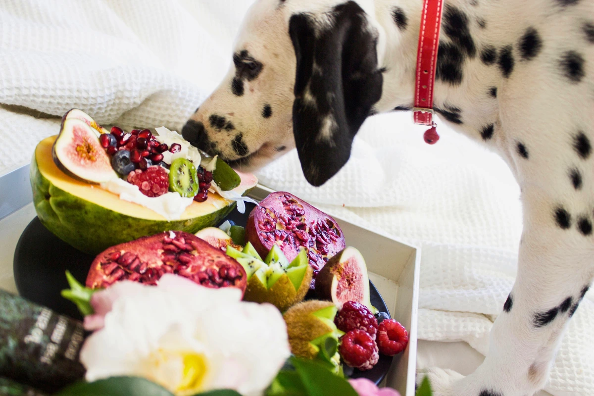 Coisas que Cachorro Pode Comer