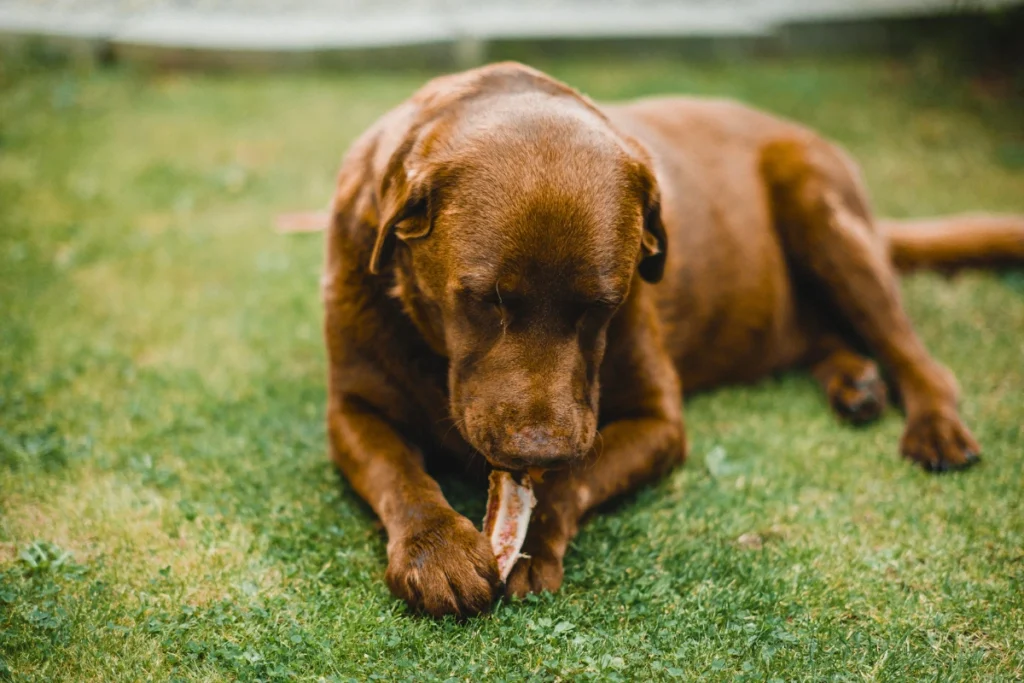Cachorro pode comer osso de galinha