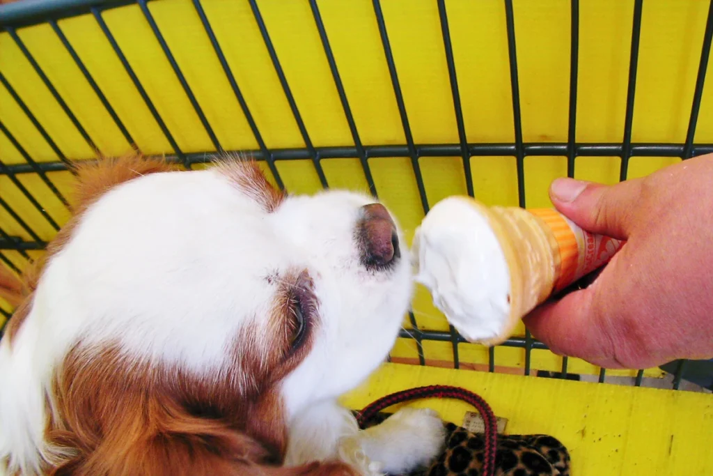 Cachorro Pode Comer Sorvete