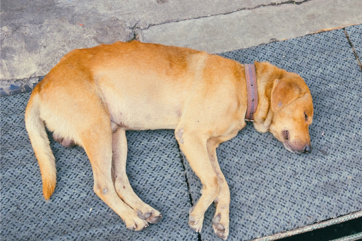 O Que Fazer com um Cachorro Morto