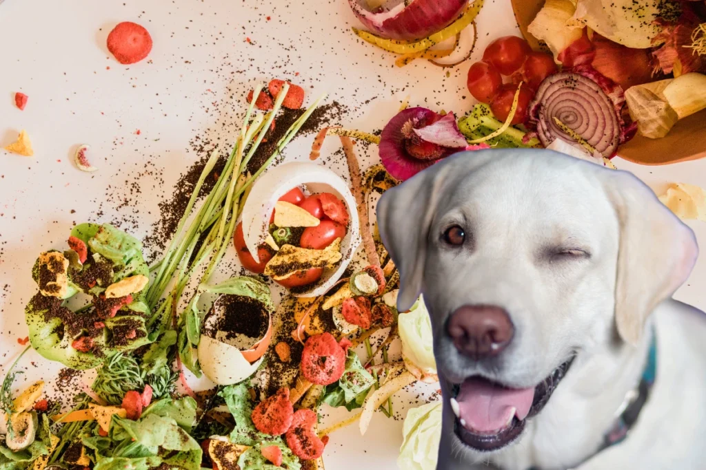 O que Cachorro Pode Comer