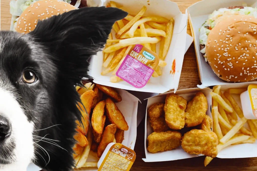 O que Cachorro Pode Comer