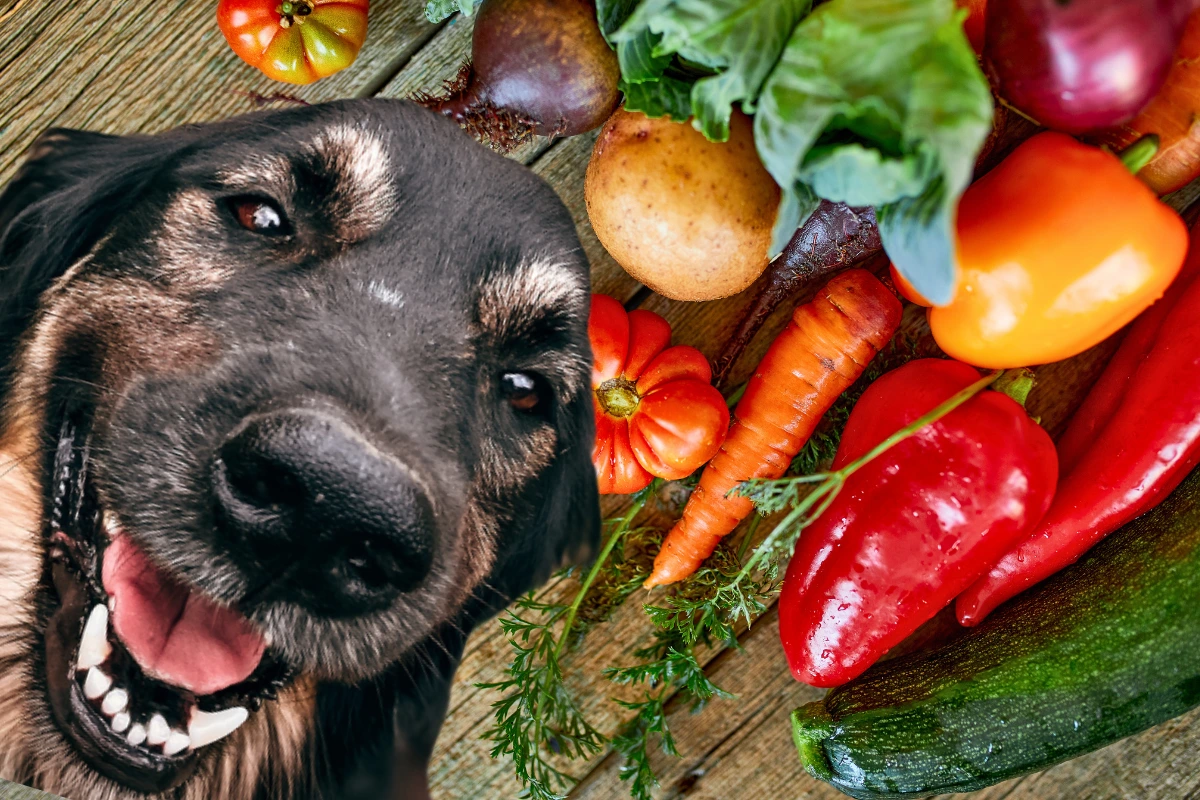 O que Cachorro Pode Comer