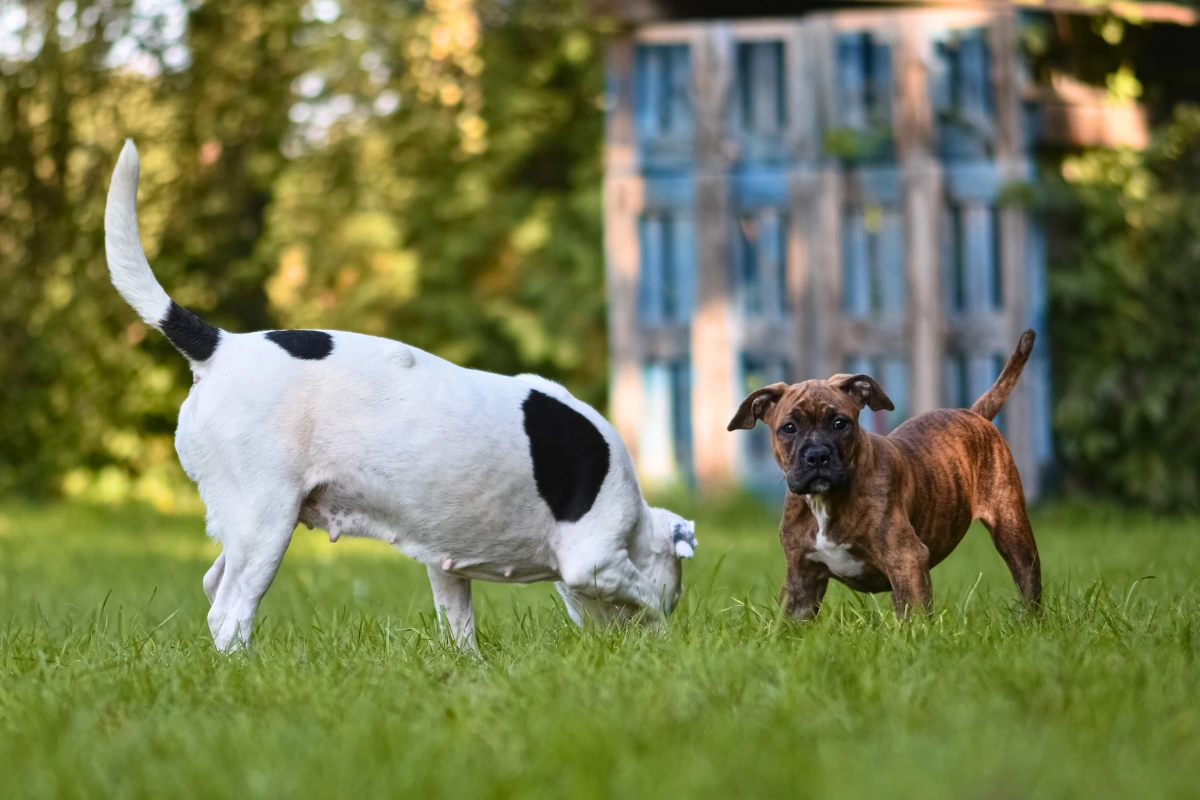 O que Fazer Quando o Cachorro do Vizinho Incomoda