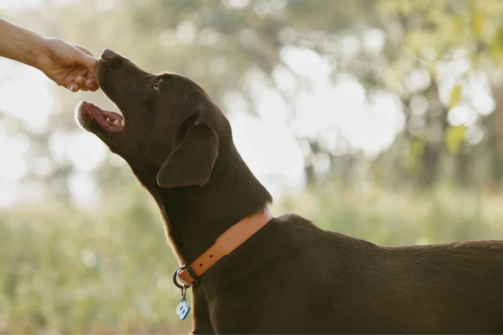 Cachorro Pode Comer Palmito