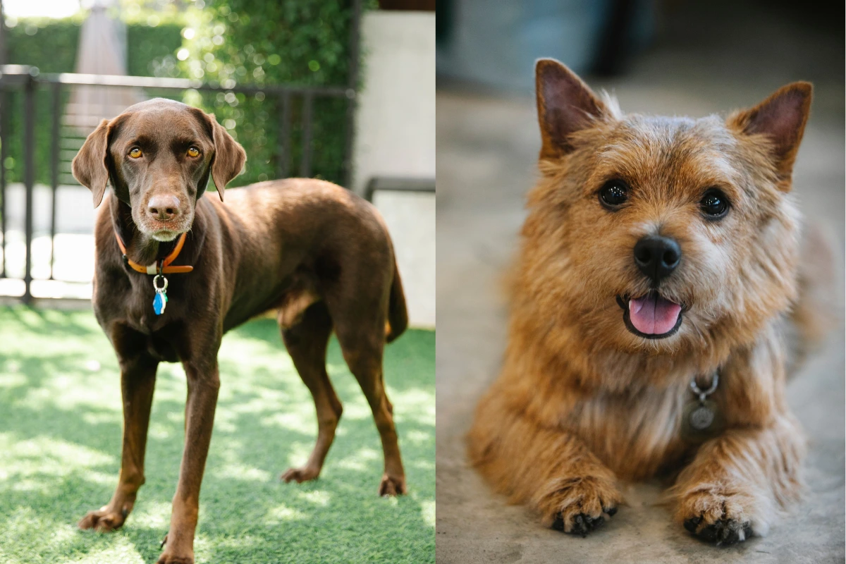 Pingente de Cachorro