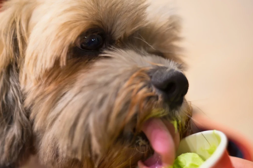 Cachorro Pode Comer Sorvete