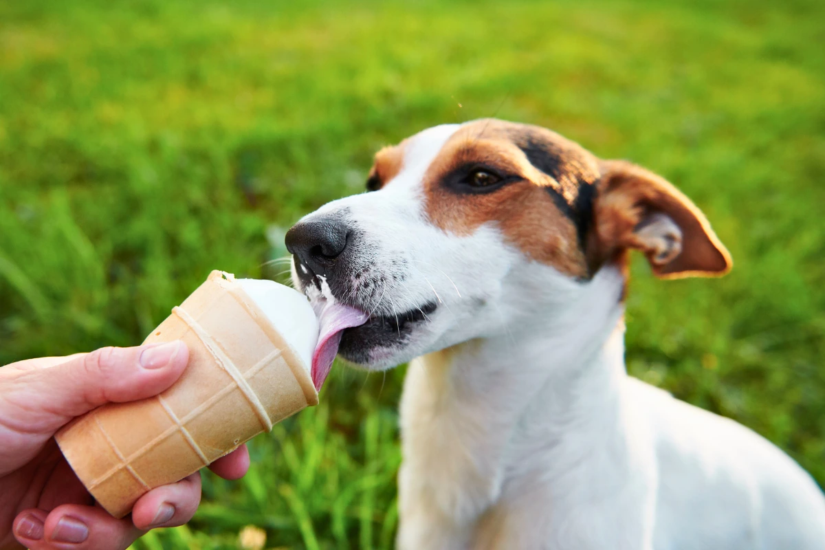 Cachorro pode comer sorvete