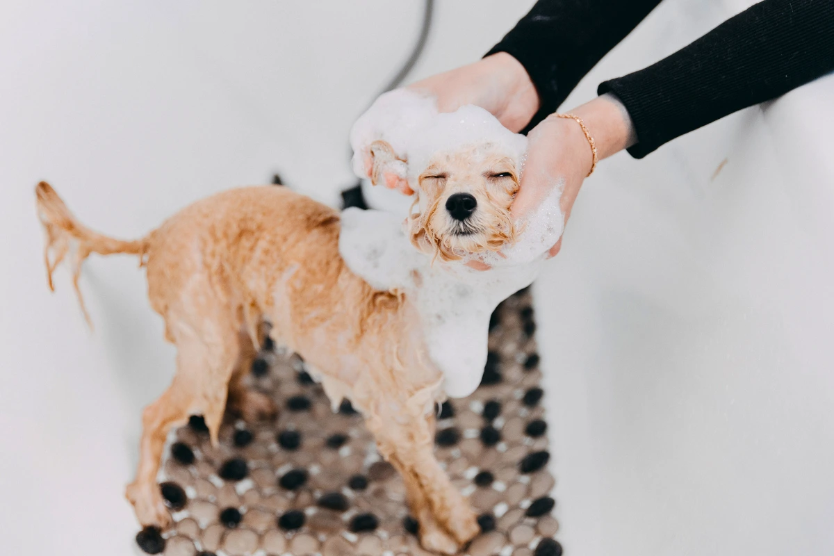 Tapete Higiênico Lavável para Cachorro