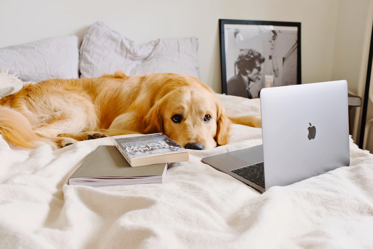 Tecido para Cama de Cachorro