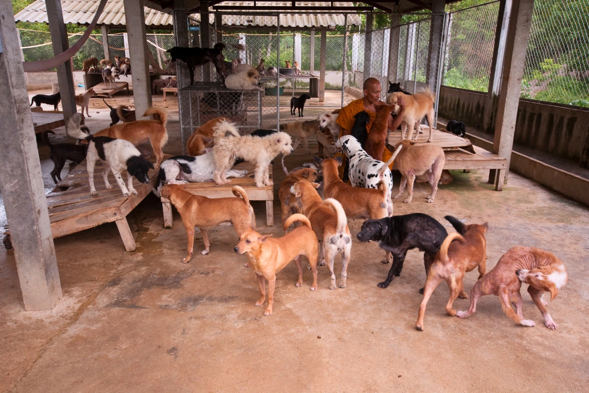 Tela para Canil de Cachorro
