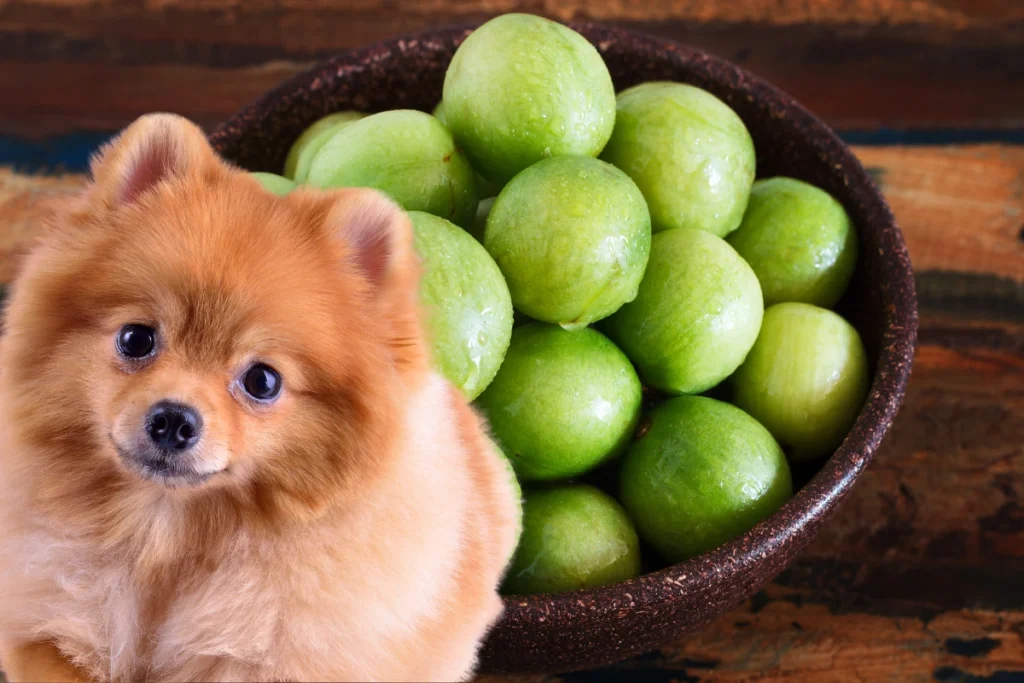 Cachorro pode comer umbu