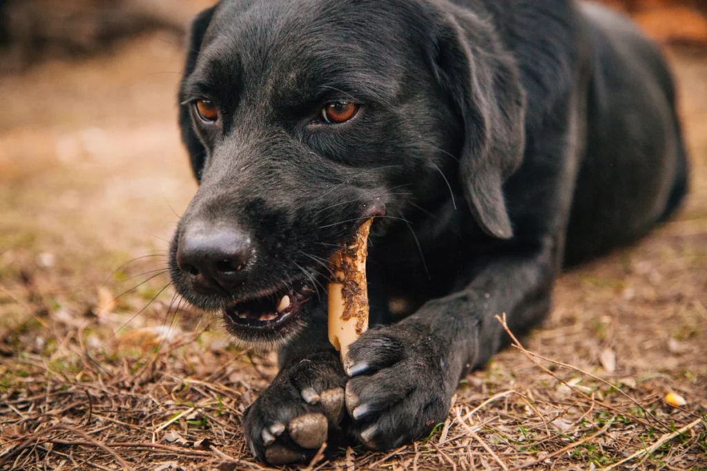 Cachorro pode comer osso de galinha