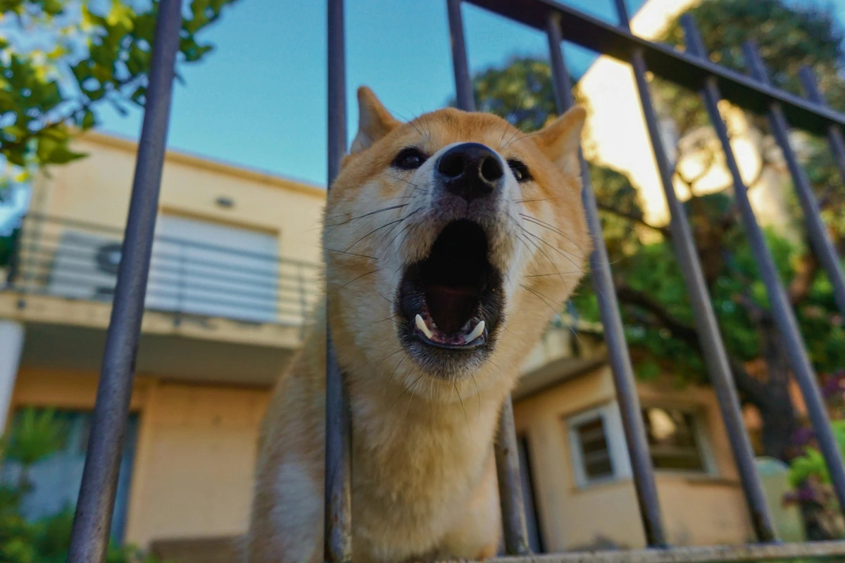cachorro latindo muito o que fazer