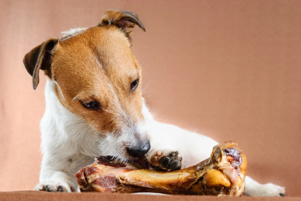 Cachorro pode comer osso de galinha