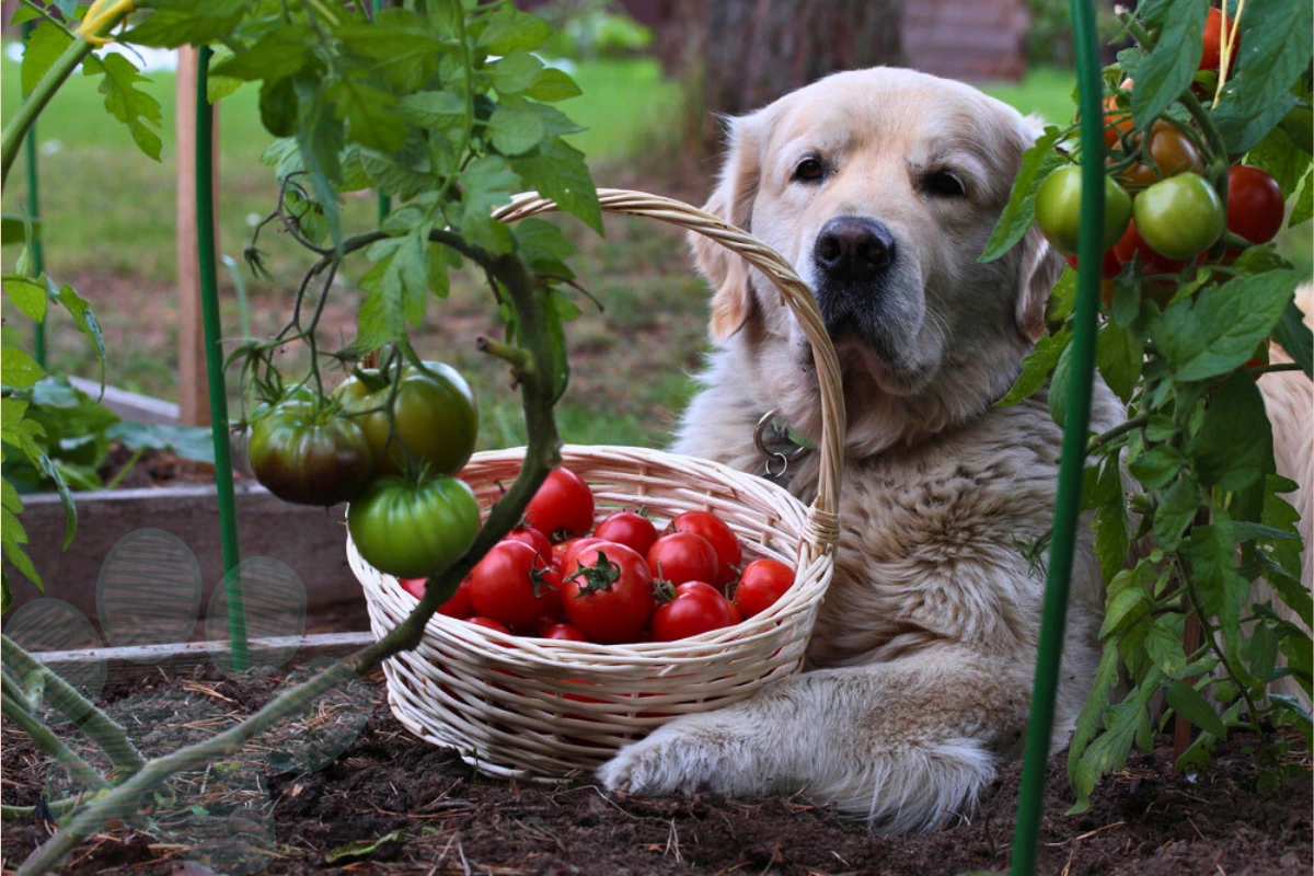 Cachorro pode comer tomate cereja