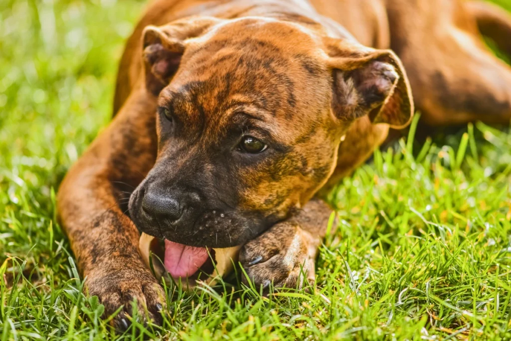 Cachorro pode comer osso de galinha