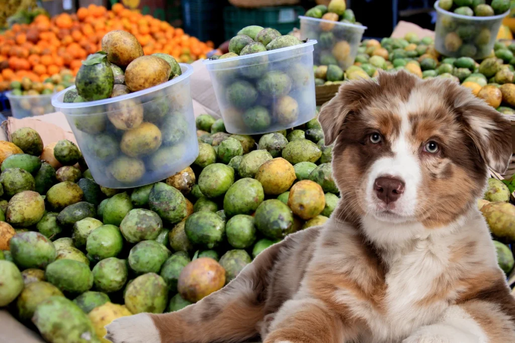 Cachorro pode comer umbu