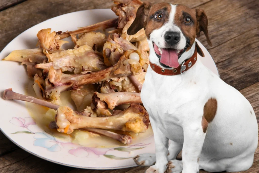 Cachorro pode comer osso de galinha