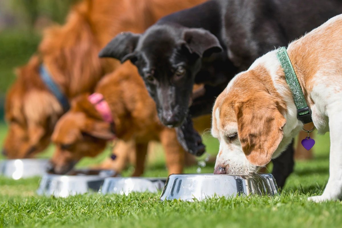 Ração Premium para Cachorro