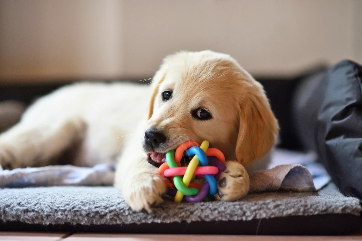 Ração de Cachorro Filhote