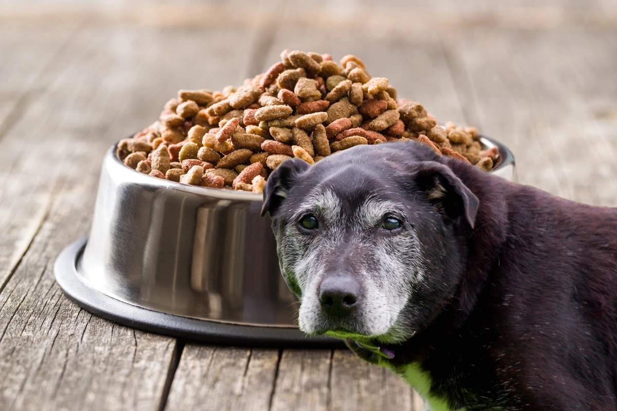 Ração para Cachorro Idoso