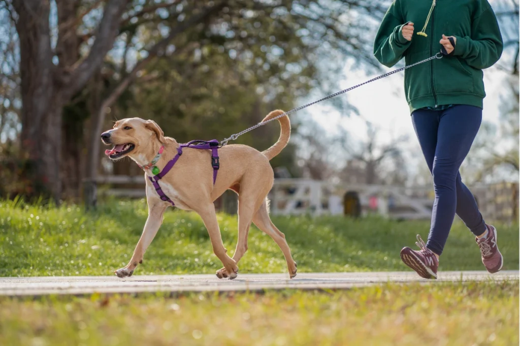 100 Curiosidades Sobre Cachorros