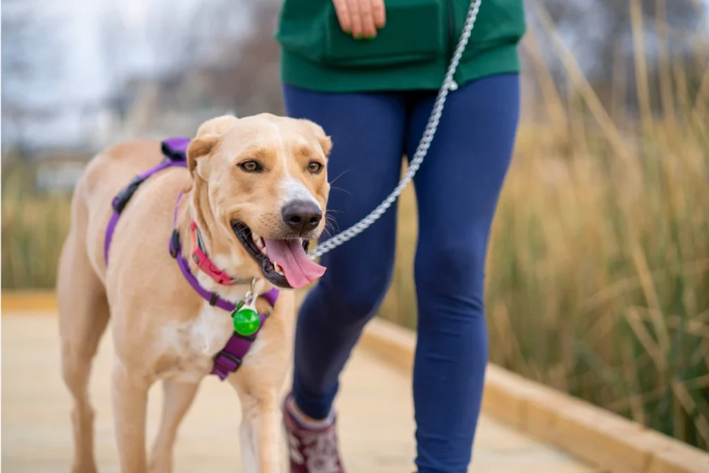 100 Curiosidades Sobre Cachorros