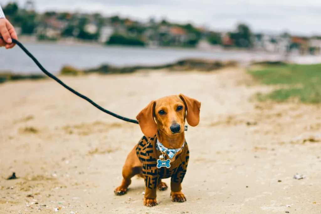 100 Curiosidades Sobre Cachorros