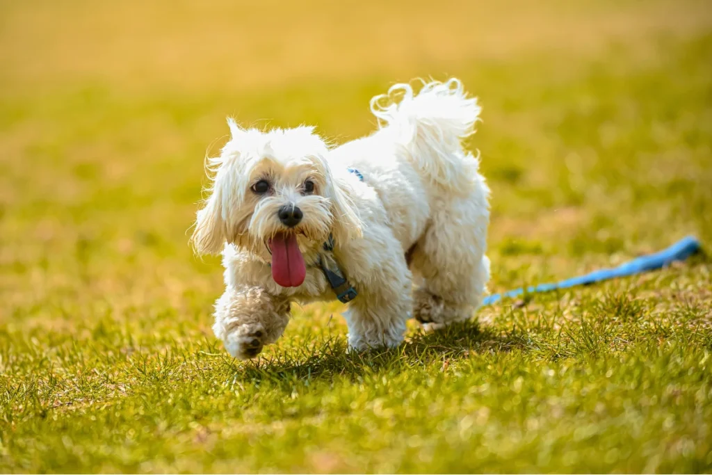 100 Curiosidades Sobre Cachorros