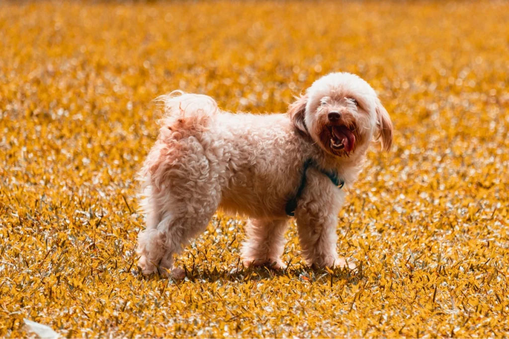 100 Curiosidades Sobre Cachorros