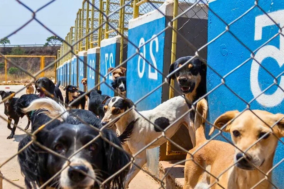 Adoção de cachorro