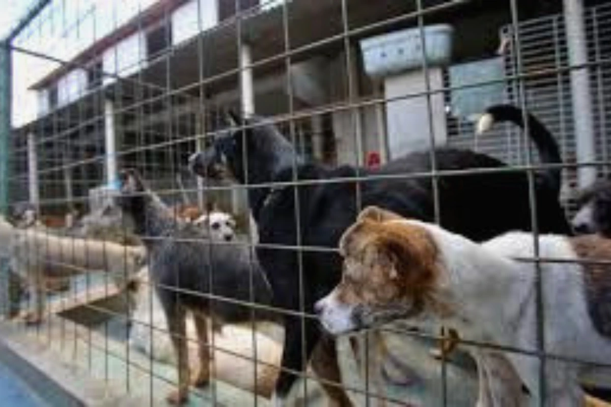 Adoção de cachorro