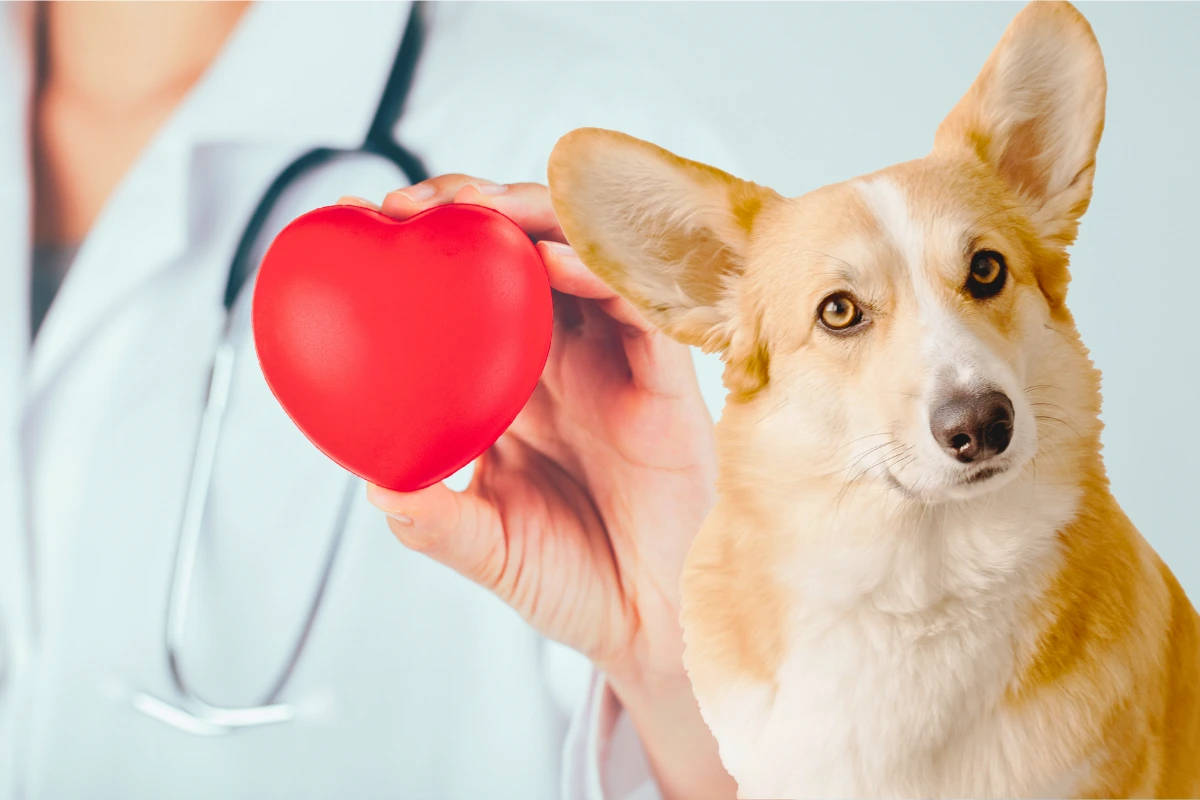 Anatomia do Coração de um Cachorro