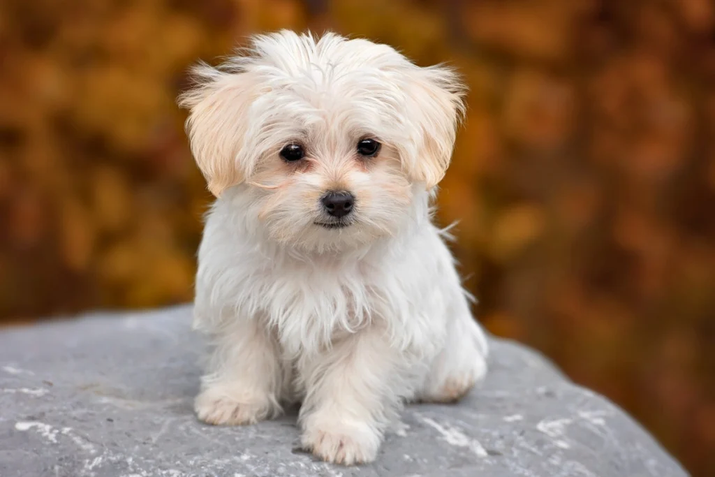 Até Quantos Meses o Cachorro Come Ração de Filhote