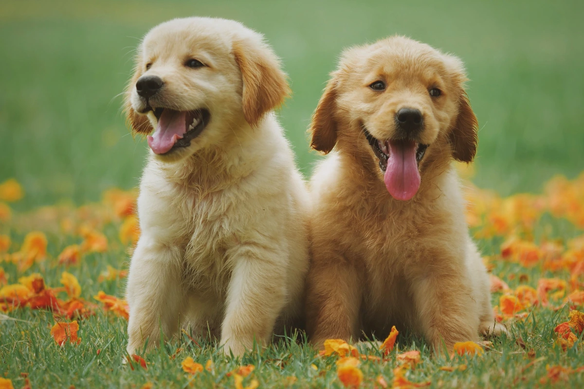 Até Quantos Meses o Cachorro Come Ração de Filhote