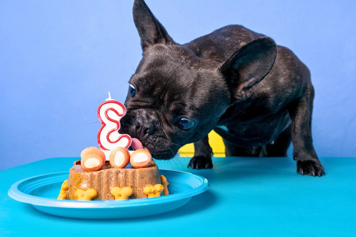 O bolo de ração para cachorro surge como uma alternativa saudável e prática, garantindo que o pet aproveite o momento sem riscos à sua saúde.