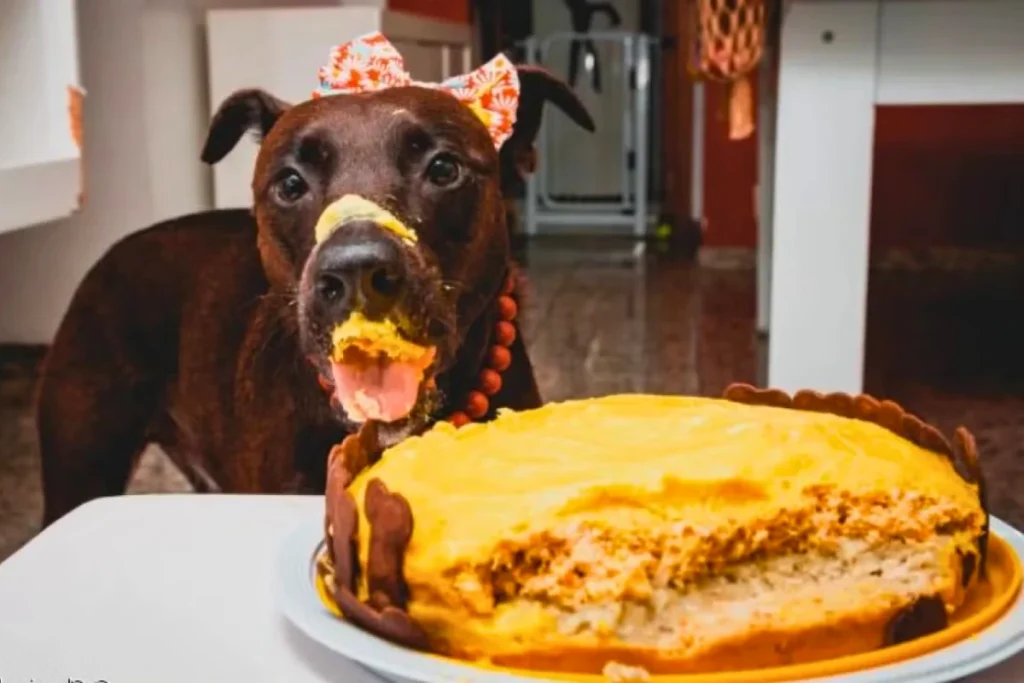 Bolo de Ração para Cachorro