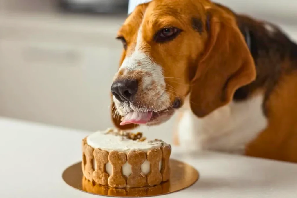 Bolo de Ração para Cachorro