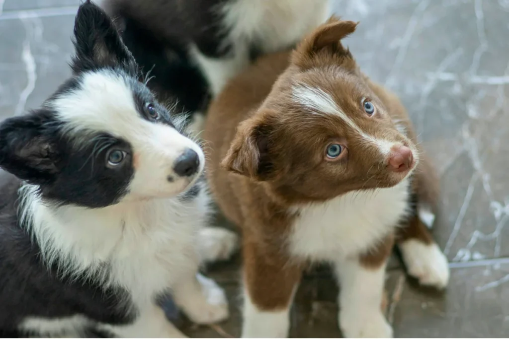 Border Collie Filhote Preço