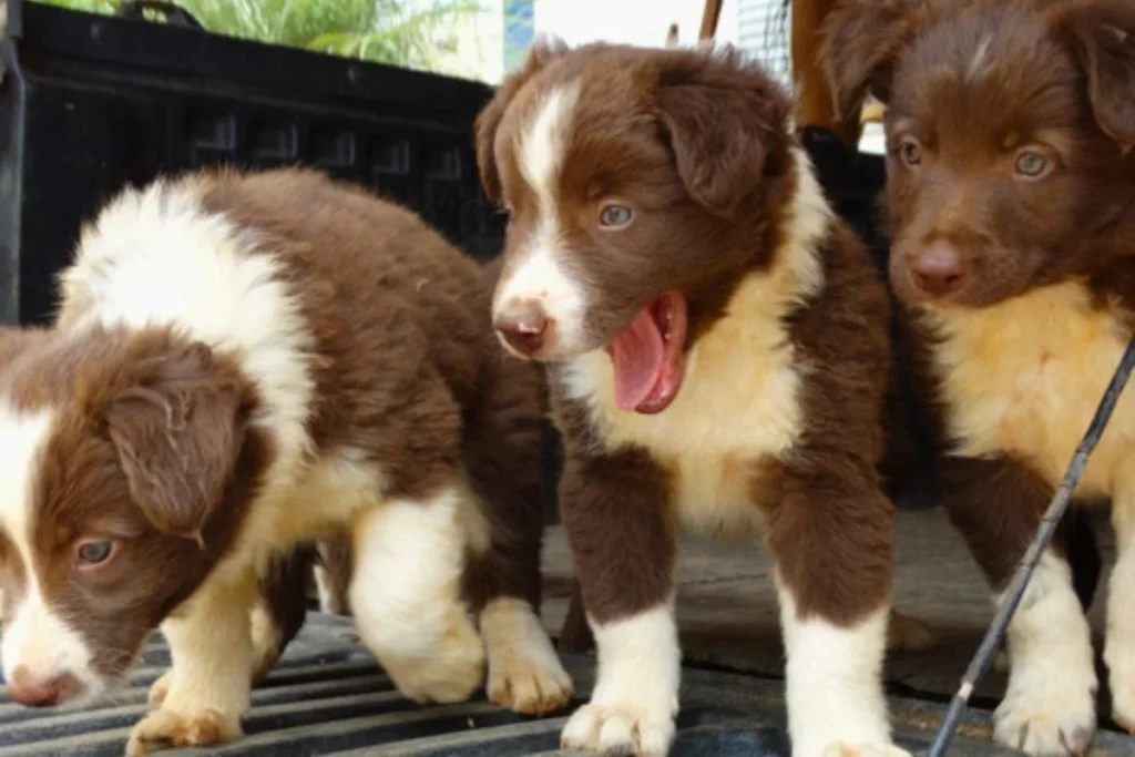 Border Collie Filhote Preço