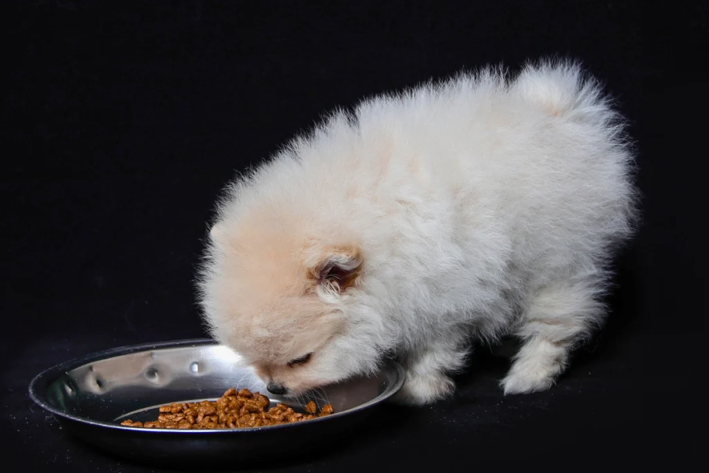 Cachorro Adulto pode Comer Ração de Filhote